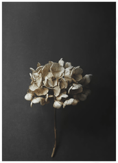 Paper Collective Stil Life 04 Hydrangea 30x40 cm