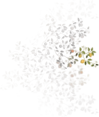 Arvidssons Textil Citrusträdet voksduk