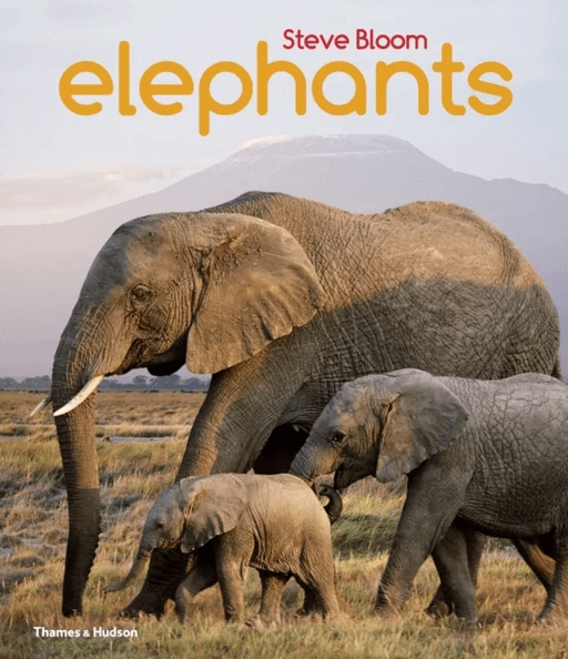 Elephants av Steve Bloom