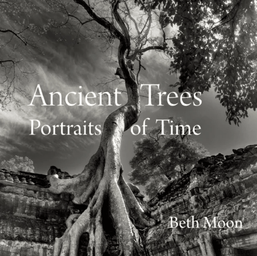 Ancient Trees av Beth Moon