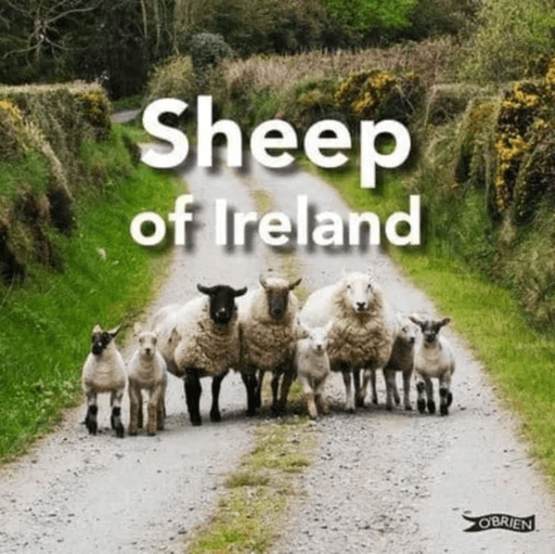 Sheep of Ireland av Sarah O'Connor