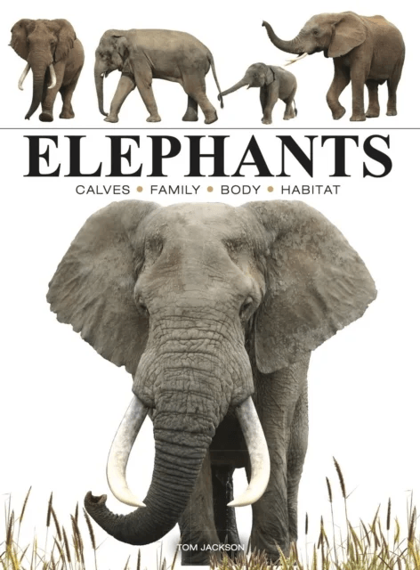 Elephants av Tom Jackson