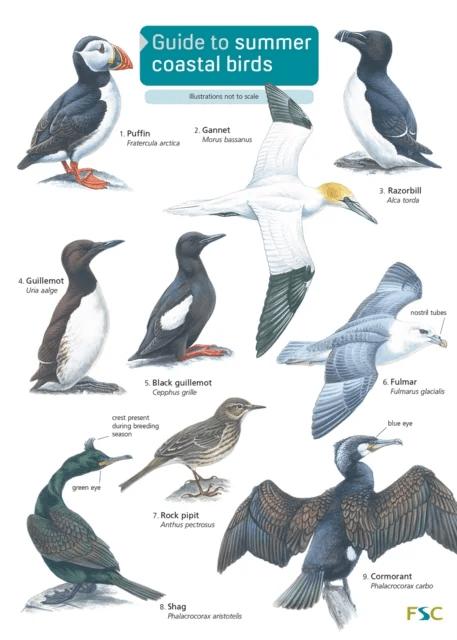 Guide to Summer Coastal Birds av Rebecca Farley-Brown