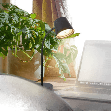 Briloner Biwo LED-bordlampe, svart