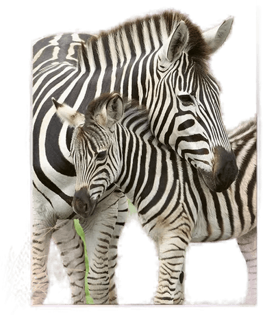 Puslespill 300 Sebraer Ravensburger