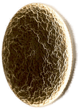 Holländer LED-vegglampe Luna Piena, Ø 80 cm