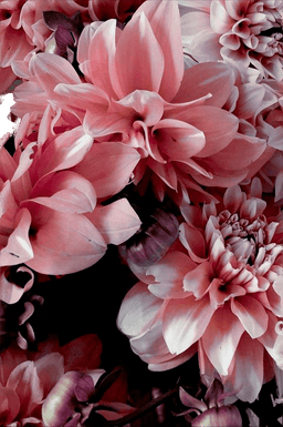 Malerifabrikken Poster Opulent 9 Rosa