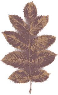 Malerifabrikken Poster Botanica 2 Rød