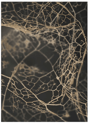 Malerifabrikken Poster Leaf Skeleton Dark