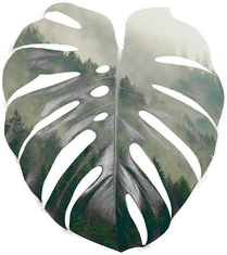 Malerifabrikken Monstera leaf Grønn