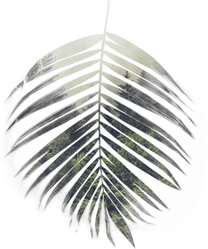 Malerifabrikken Palm Leaf Poster Grønn