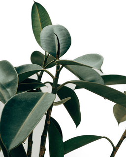 Malerifabrikken Ecologique Grønn