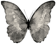 Malerifabrikken Black Butterfly Poster