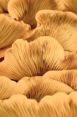 Malerifabrikken Poster Organic Lines 1 Beige