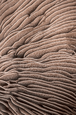 Malerifabrikken Poster Organic Lines 3 Beige