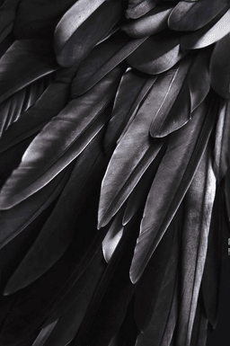 Malerifabrikken Poster Black Wing Svart