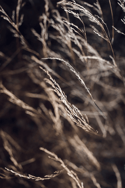 Malerifabrikken Poster Mellow Grasses 7 Brun