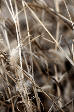 Malerifabrikken Poster Mellow Grasses 9 Beige