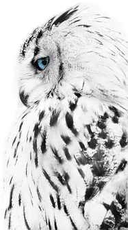 Malerifabrikken Poster White Owl