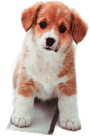 Greengo Case Cute Puppy