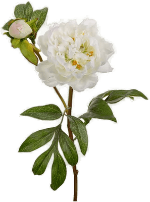 Newport Peon snittblomst hvit