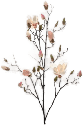 Newport Magnolia snittblomst hvit/rosa