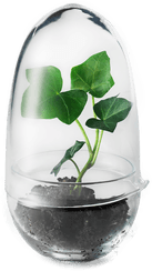 Design House Stockholm Grow vekstkuppel ø8 cm