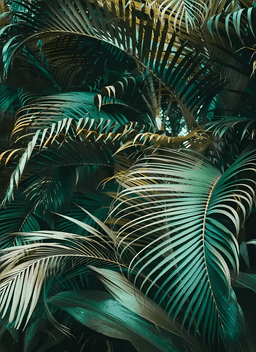 Namly Design Kokosblader Plakat