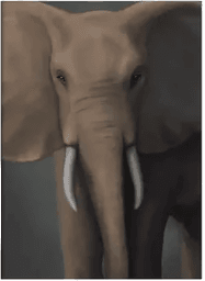 Kunskapstavlan Skogselefant 50x70 cm