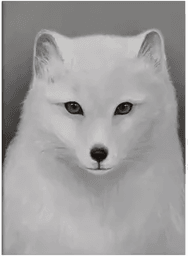 Kunskapstavlan Fjellrev 30x40 cm