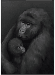 Kunskapstavlan Bergsgorilla 30x40 cm