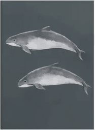 Kunskapstavlan Østersjøtumler 50x70 cm