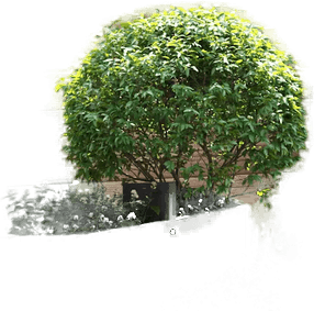 Vidaxl Hageblomsterpotte 60 x 60 x 50 cm