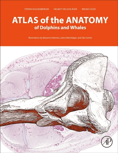 Atlas of the Anatomy of Dolphins and Whales av Stefan (Department of Anatomy II University of Cologne Cologne Germany) Huggenberger, Helmut A (Institu