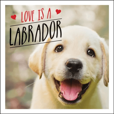 Love is a Labrador av Charlie Ellis