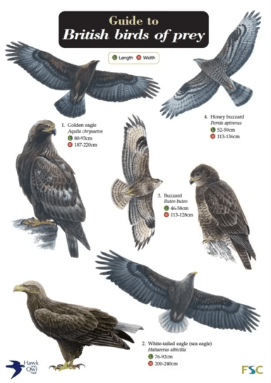 Guide to British Birds of Prey av Simon Norman, Hawk and Owl Trust