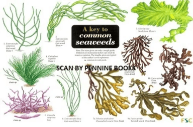 A Key to Common Seaweeds av Steve Morrell