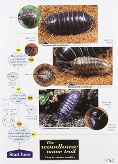 The Woodlouse Name Trail av Stephen P. Hopkin