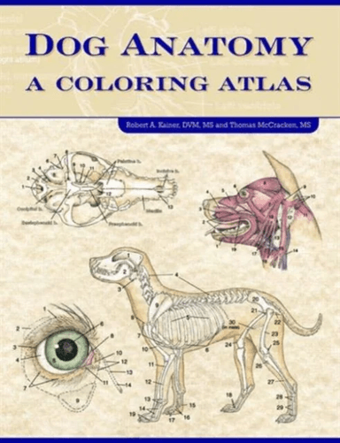 Dog Anatomy av Robert (College of Veterinary Medicine University of Georgia Atlanta USA) Kainer, Thomas O. MS (International University of Nursing KN)