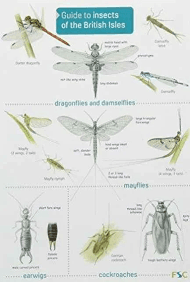 Guide to Insects of the British Isles av Richard Lewington