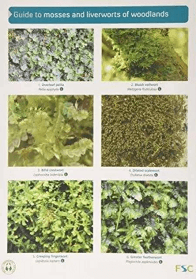 Guide to Mosses and Liverworts of Woodlands av Martin Godfrey