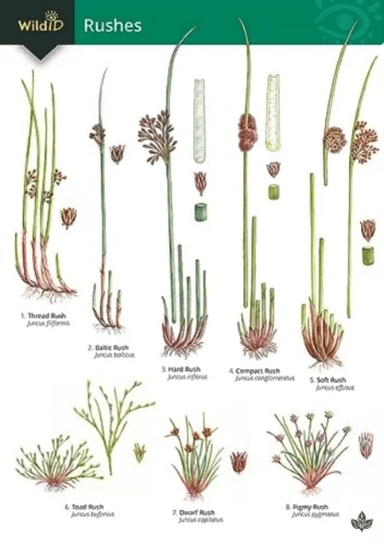 Guide to rushes av Hilary Wallace