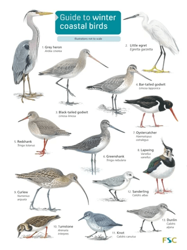 Guide to winter coastal birds av Sue Loughran
