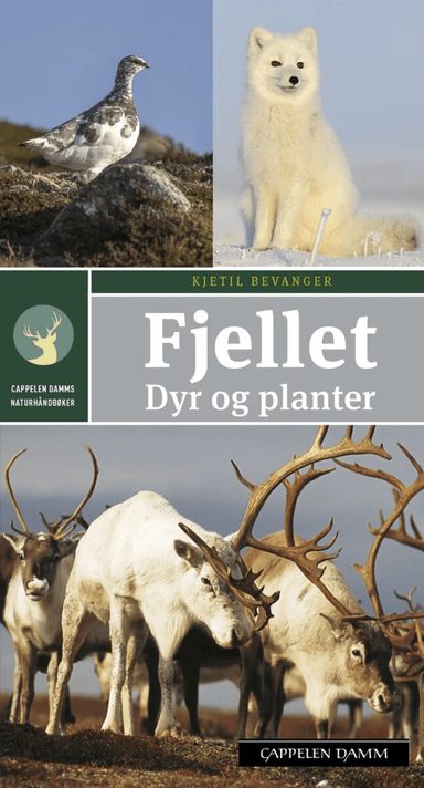 Fjellet av Kjetil Bevanger