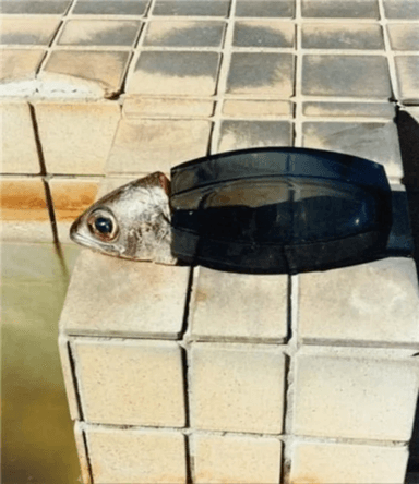 Tokyo Fishgraphs 2020 av Naohiro Harada