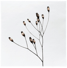 Sögne Home Serviett 33x33 cm Valmue