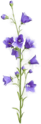 Newport Blåklokke snittblomst blå