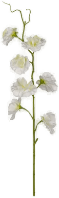 Newport Sweet Pea Cut Flower White