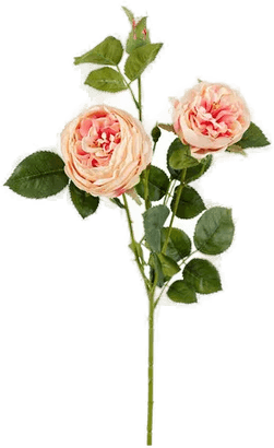 Newport Rose snittblomst rosa