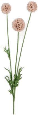 Newport Scabiosa snittblomst rosa